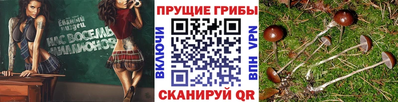 Галлюциногенные грибы прущие грибы  где найти наркотики  Дивногорск 